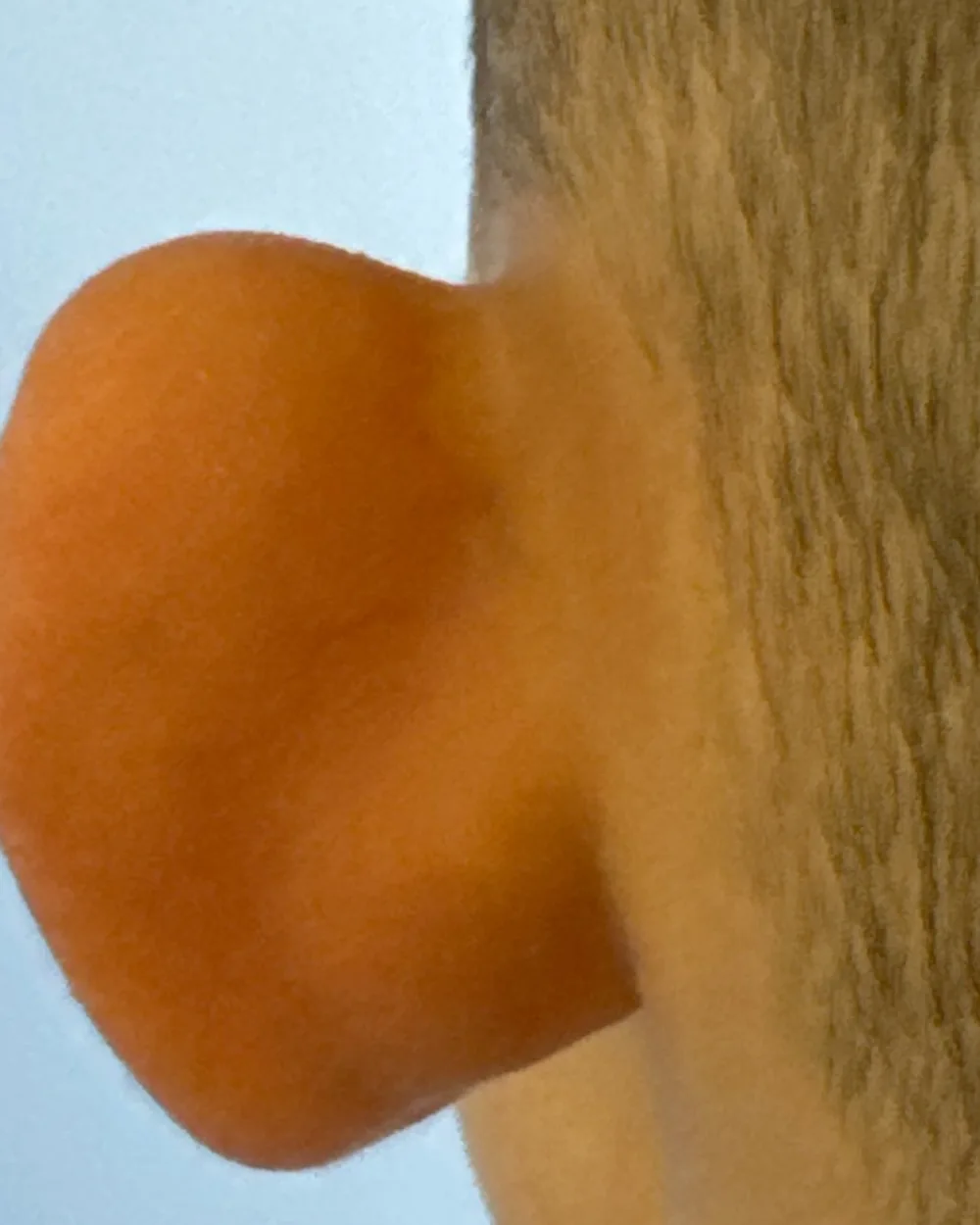 Behind the left ear, before surgery